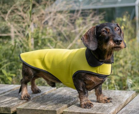 DACHSHUND RAINCOAT | NEOPRENE | YELLOW