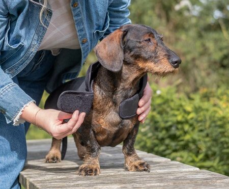 DACHSHUND RAINCOAT | NEOPRENE | BLACK