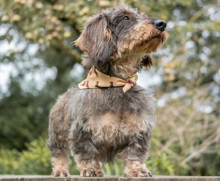 DACHSHUND BANDANA | BEIGE 