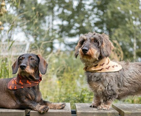 DACHSHUND BANDANA | BEIGE 