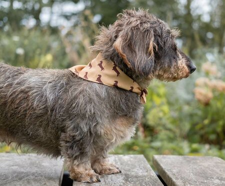 DACHSHUND BANDANA | BEIGE 