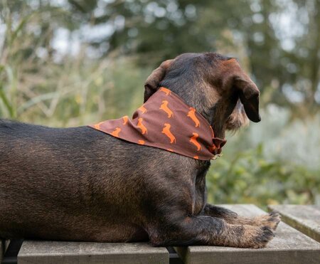 DACHSHUND BANDANA | BROWN