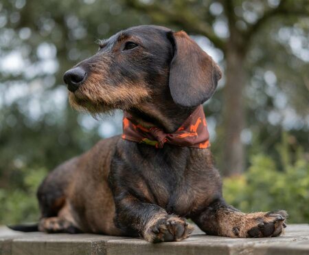 DACHSHUND BANDANA | BROWN