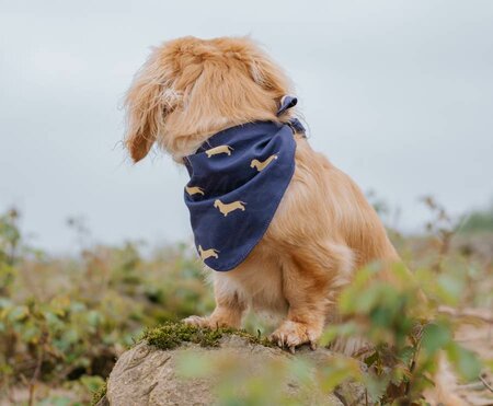 DACHSHUND BANDANA | BLUE