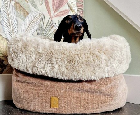 DACHSHUND BED | BLUSH