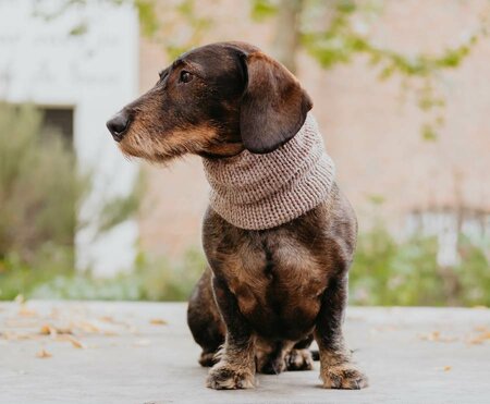 TECKEL COL SJAAL | BEIGE