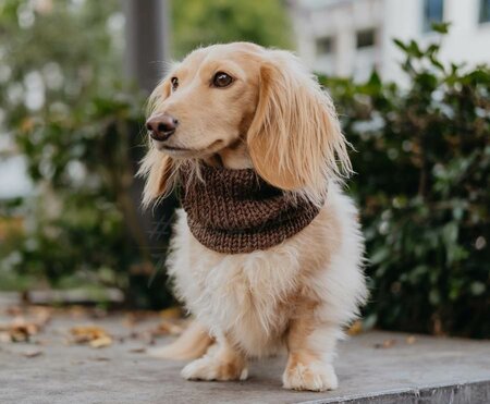 TECKEL COL SJAAL | BRUIN