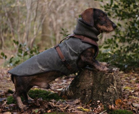 DACHSHUND TURTLENECK SCARF | GREEN