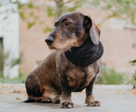 DACHSHUND TURTLENECK SCARF | BLACK 