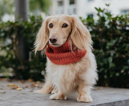 DACHSHUND TURTLENECK SCARF | RUST ORANGE