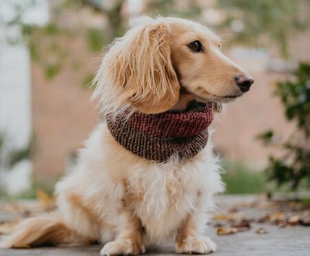 DACHSHUND TURTLENECK SCARF | RED CLAY AND BROWN