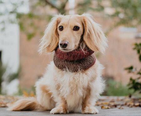 DACHSHUND TURTLENECK SCARF | RED CLAY AND BROWN