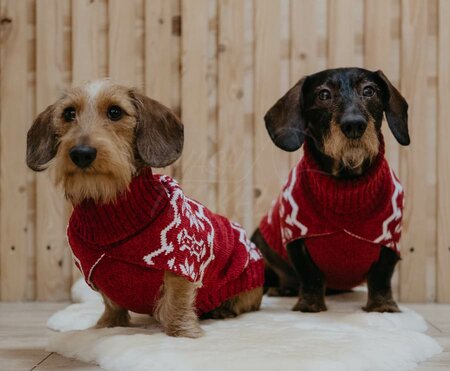 TECKEL KERSTTRUI | ROOD