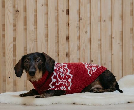 TECKEL KERSTTRUI | ROOD