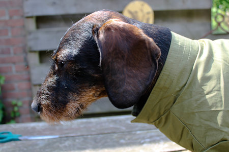 TECKEL JAS | TRENCHCOAT GROEN