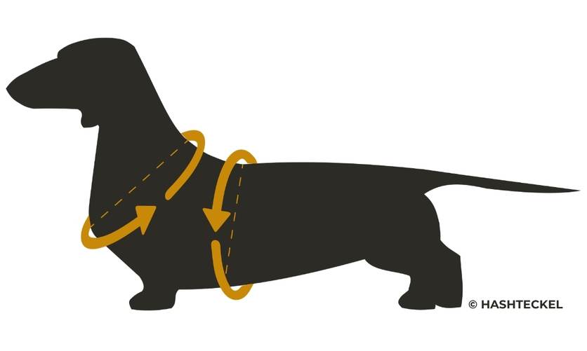 Hoe weet ik welke maat mijn Teckel heeft?