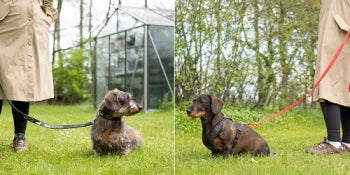 Heeft mijn Teckel een tuig of een halsband nodig?