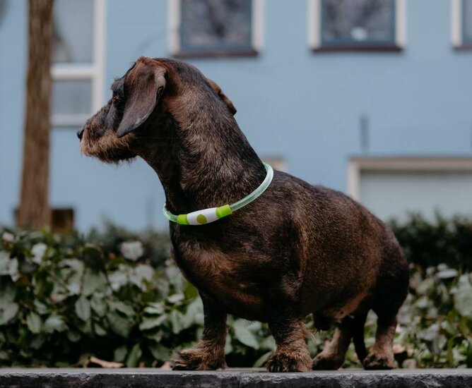 lichtgevende halsband