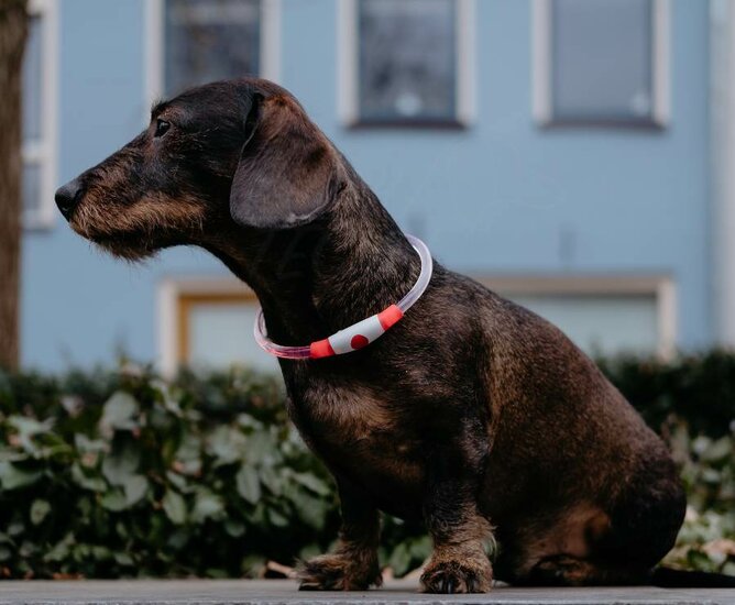 Lichtgevende halsband