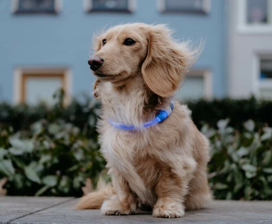 Lichtgevende halsband