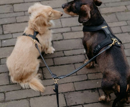 Koppelstuk twee honden