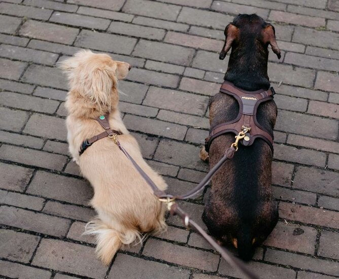 Koppelstuk twee honden