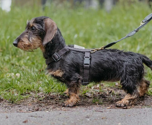 Teckel puppy H-tuigje