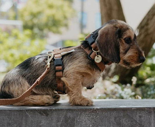 Tuigje voor Teckel puppy